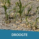 Thema droogte