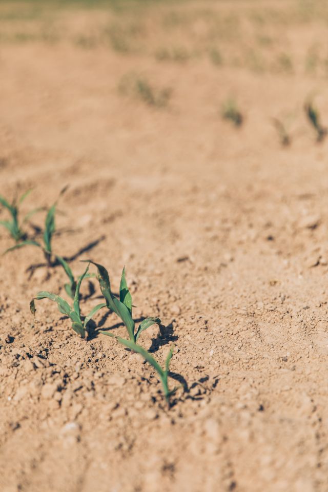 Foto Droogte Impact Op Gewassen